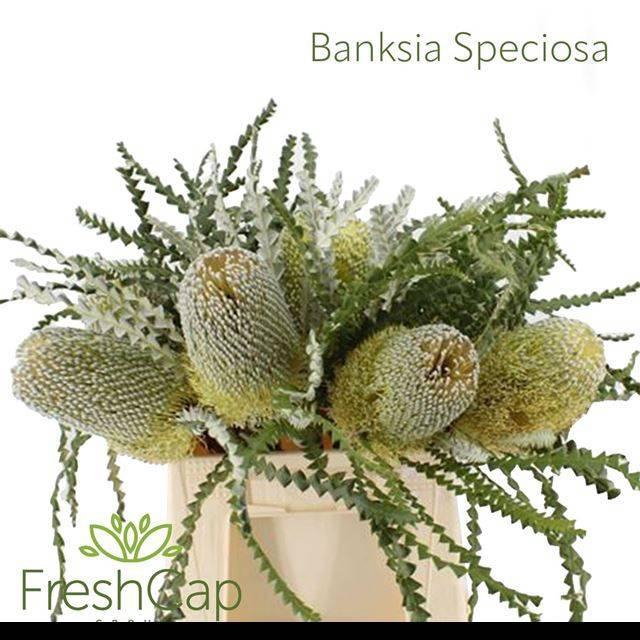 <h4>BANKSIA SPECIOSA</h4>