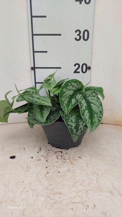 <h4>SCIND PICT SILVE ANN</h4>