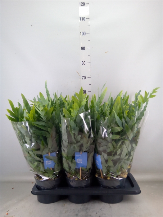 <h4>Phlebodium aureum 'Blue Star'</h4>