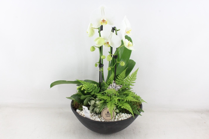 <h4>arr2 PL - Ebbischaal x1 cascade wit</h4>