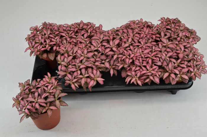 <h4>Fittonia Mosaic Pink Forest Flame</h4>