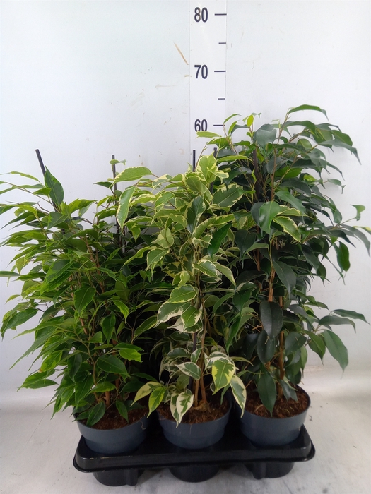 <h4>Ficus benja.   ...mix</h4>