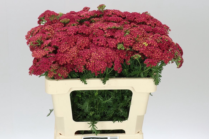 <h4>Achillea Sas Summ Taffy</h4>