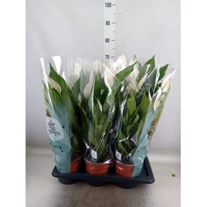 Spathiphyllum  'Bingo Cupido'