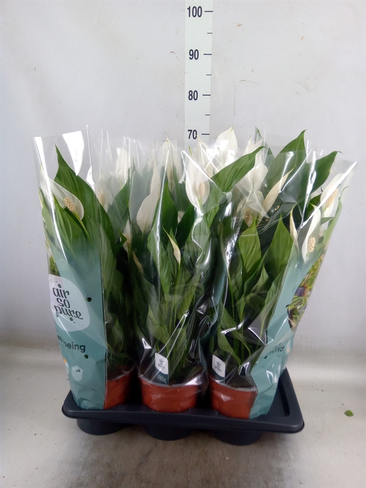 <h4>Spathiphyllum  'Bingo Cupido'</h4>