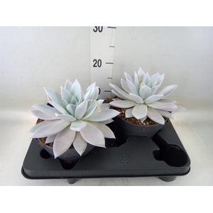 Echeveria  'Mexican Giant'