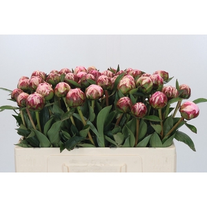 Paeonia Sarah Bernhardt