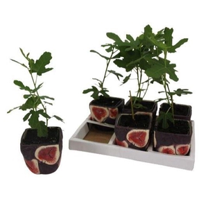 Ficus carica in keramiek