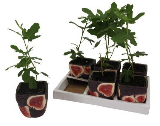 <h4>Ficus carica in keramiek</h4>