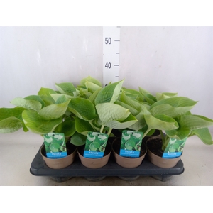 Hosta   ...