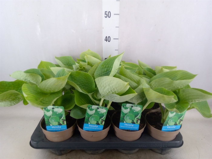 <h4>Hosta   ...</h4>