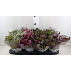 Begonia BD 'Beleaf'   ...mix