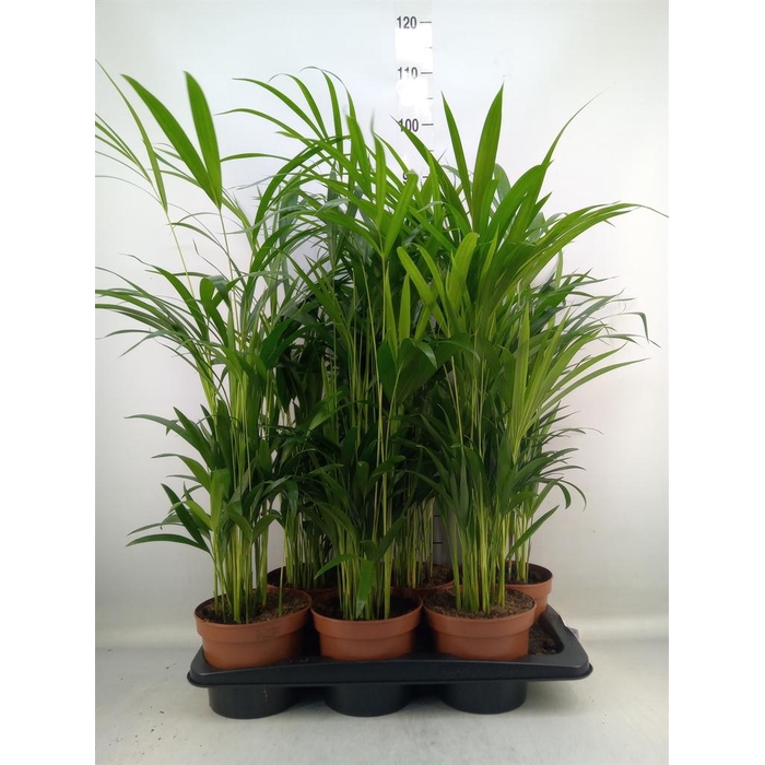 <h4>Dypsis lutescens   ...Chrysalidoca</h4>