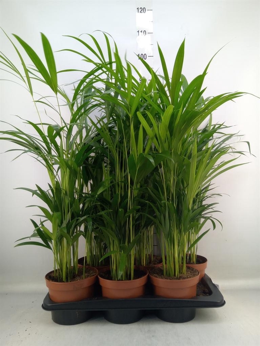 <h4>Dypsis lutescens   ...Chrysalidoca</h4>