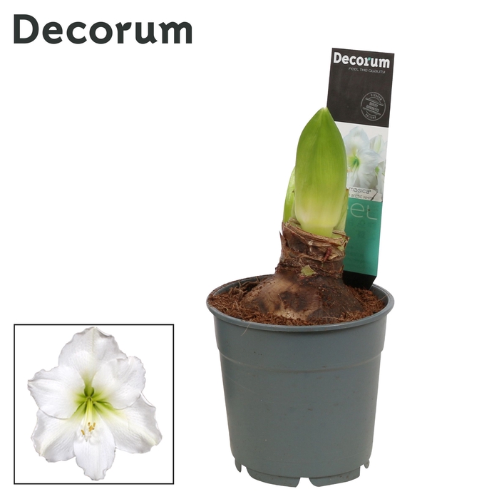 <h4>Amaryllis Arctic White 2 knop Extra OP (Decorum)</h4>