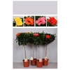 Hibiscus Overig stam Diverse kleuren, beperkt leverbaar