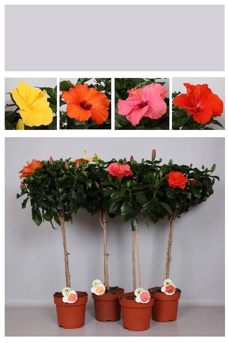 <h4>Hibiscus Overig stam Diverse kleuren, beperkt leverbaar</h4>