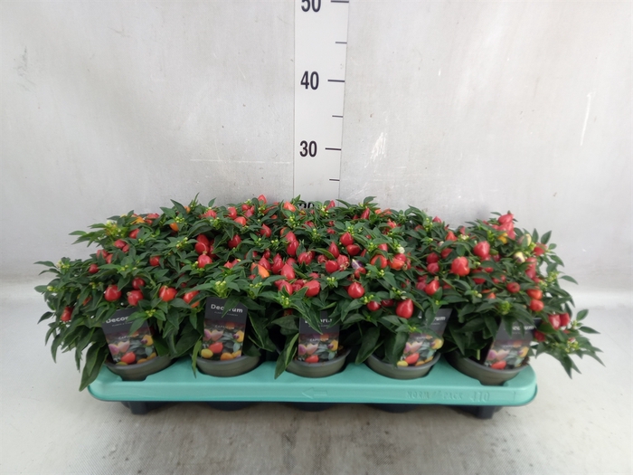 <h4>Capsicum annuum 'Autumn Daylight'</h4>