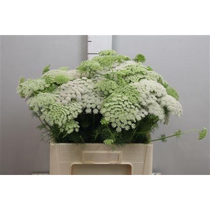 Ammi Visnaga
