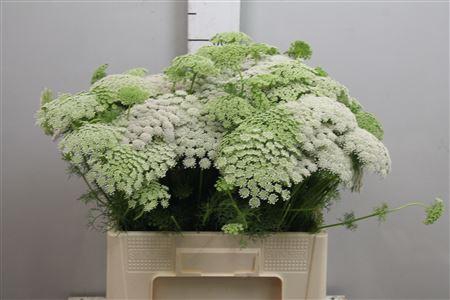 <h4>Ammi Visnaga</h4>