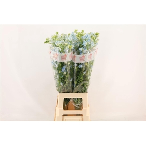 DELPH EN M PLAT BLUE