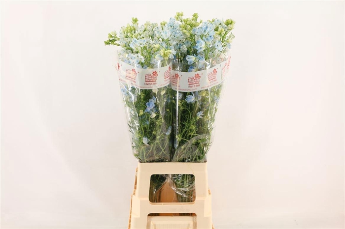 <h4>DELPH EN M PLAT BLUE</h4>