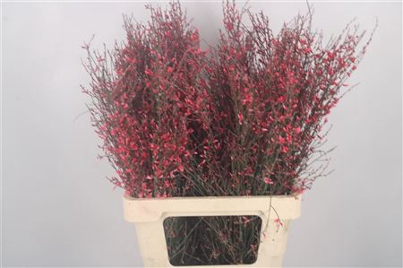 <h4>Ginster Red Per Bunch</h4>