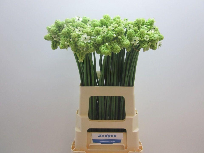 <h4>ORNIT SAUNDERSIAE</h4>