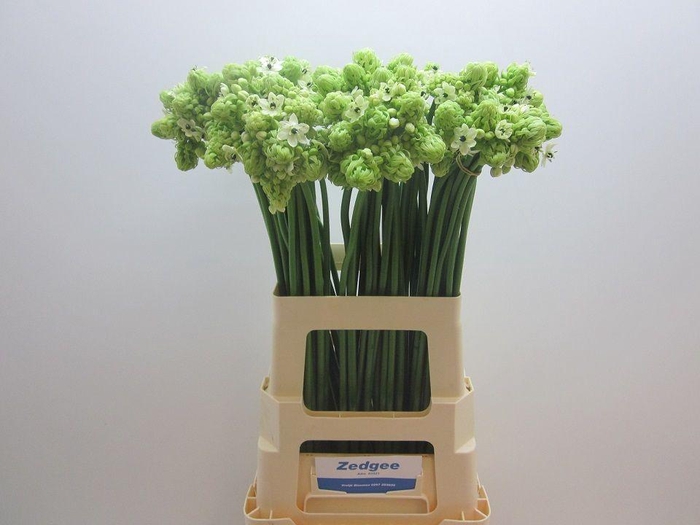 <h4>ORNIT SAUNDERSIAE</h4>