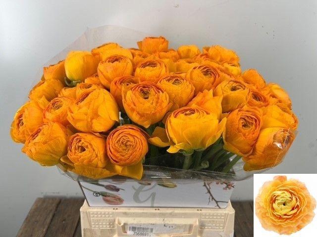 <h4>RAN SU SUNRISE</h4>