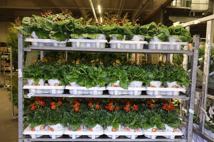 <h4>Calc Cal Mixk 3 Kleuren</h4>