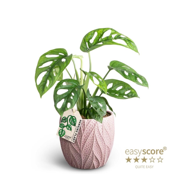 <h4>MONSTERA FRIEDR P12   LEAF ROSE</h4>