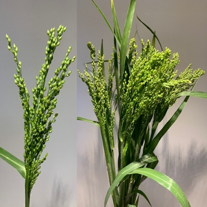 Grasses - Panicum Splash