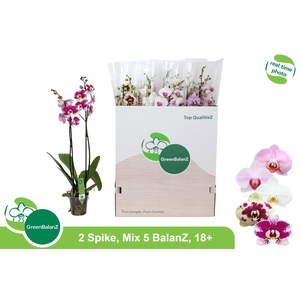 PHAL GEM 5 KL