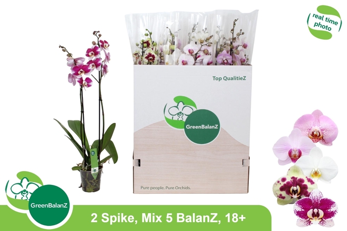 <h4>PHAL GEM 5 KL</h4>