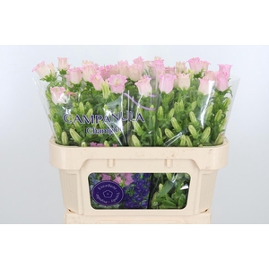Campanula Cham Pink