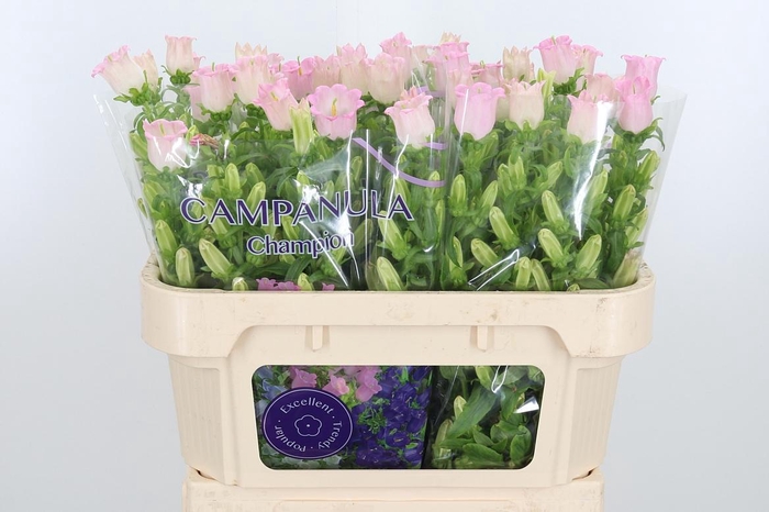 <h4>Campanula Cham Pink</h4>