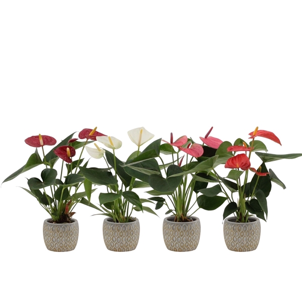 <h4>Anthurium 4 color mix in Hamburg ceramics</h4>