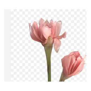 BASTAO IMPERADOR ROSA