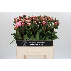 Paeonia sarah bernhardt