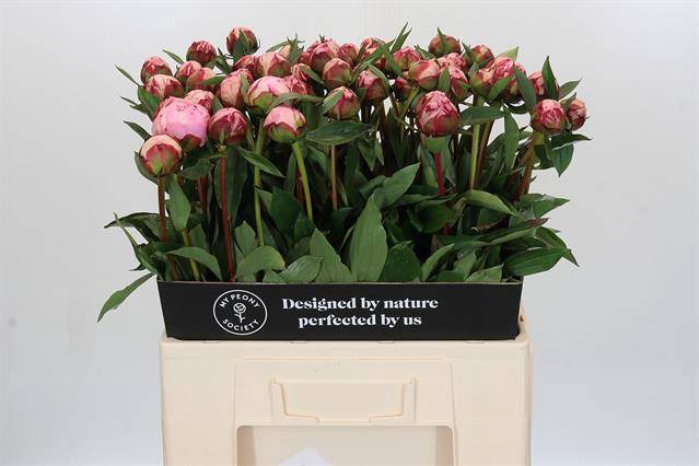 <h4>Paeonia sarah bernhardt</h4>