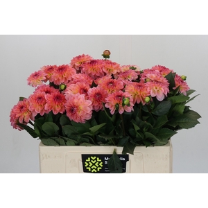 Dahlia Chanel