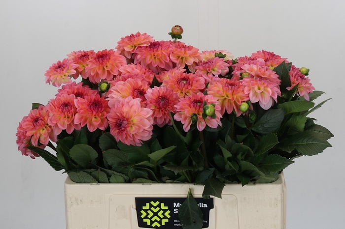 <h4>Dahlia Chanel</h4>