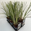 Cortaderia selloana