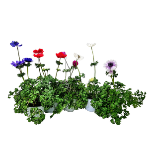 Anemone gemengd