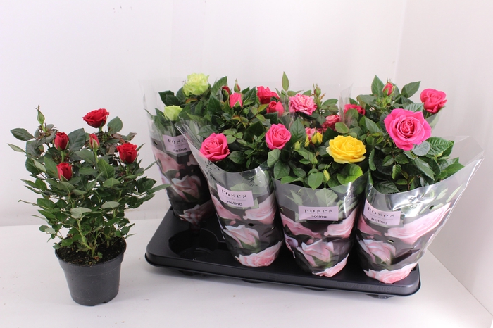 <h4>RO PATHIT GEM 5 SRT</h4>