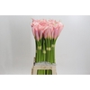 Zantedeschia Eydolls Pink