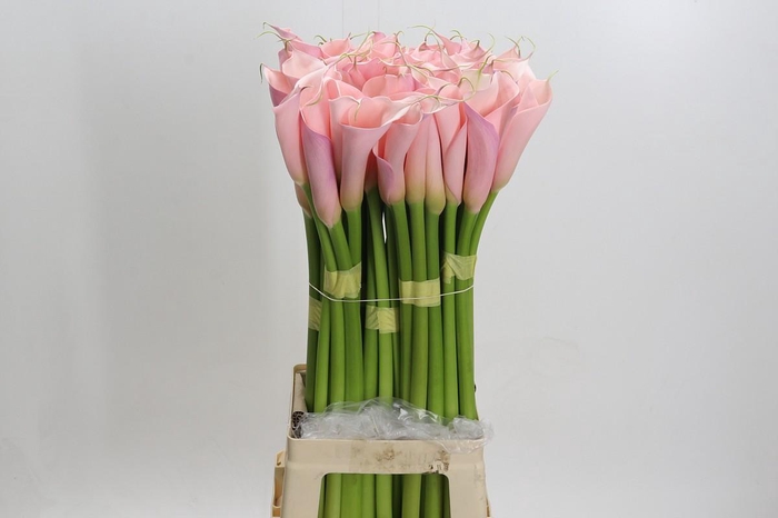 Zantedeschia Eydolls Pink