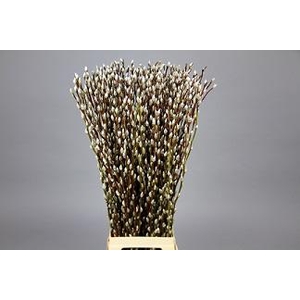 Salix Caprea Snow Flake Premium