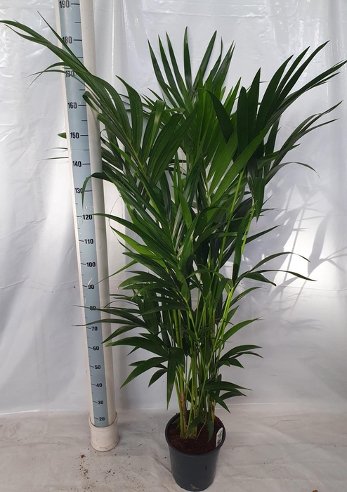 <h4>HOWEA FORSTERIANA</h4>